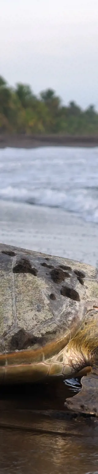 Beobachte Schildkröten im Tortuguero Nationalpark